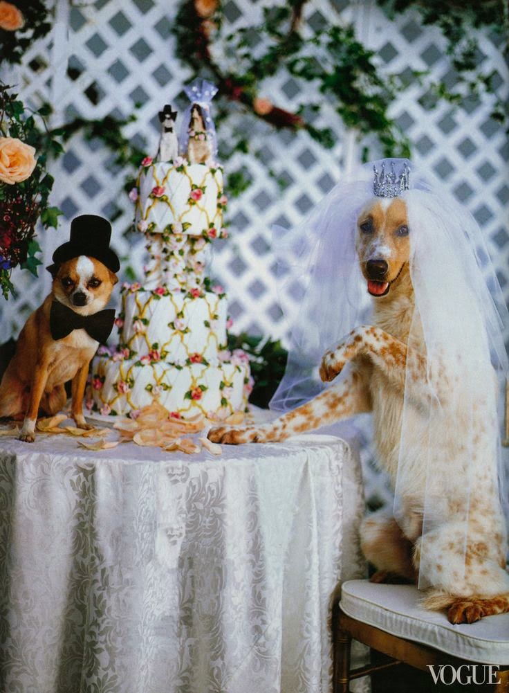 cute dog wedding 