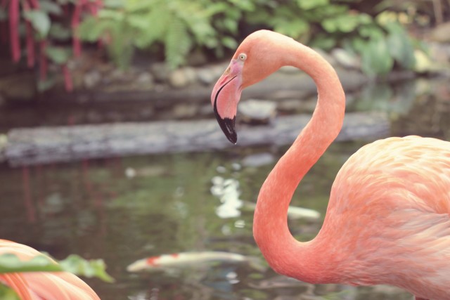 flamingo6