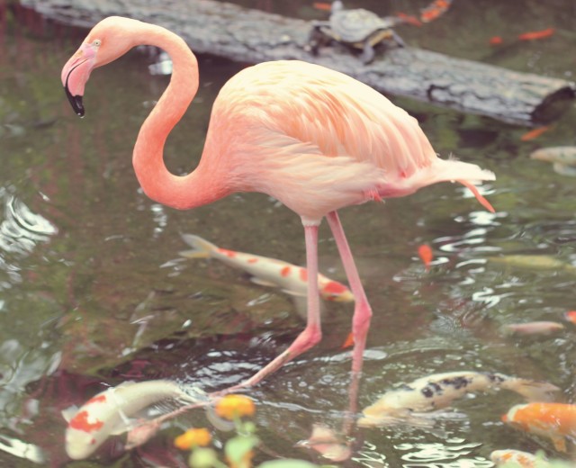 flamingo7