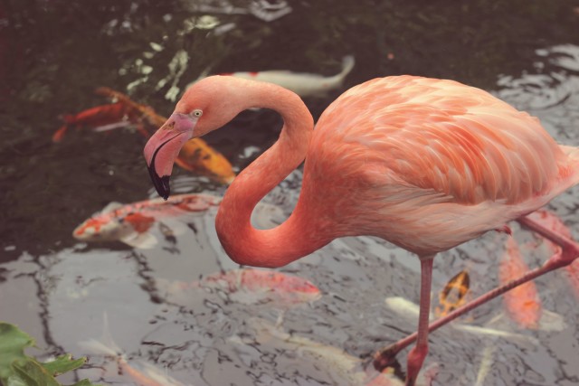 flamingo8