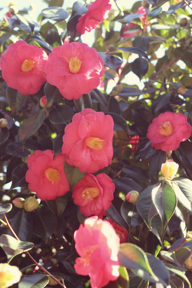 Pink camellias