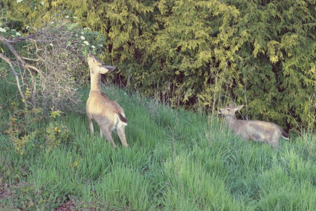 Deer, wild, west coast, Victoria, BC