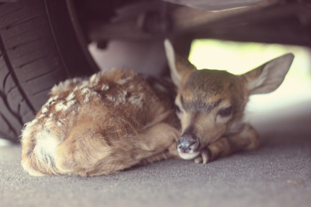 Gentle FAwn 