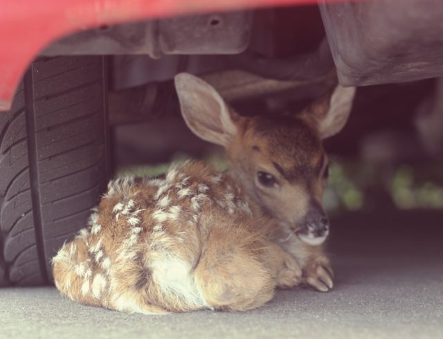 Gentle Fawn 