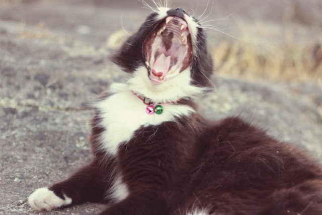 Cat, Yawn, Tuxedo