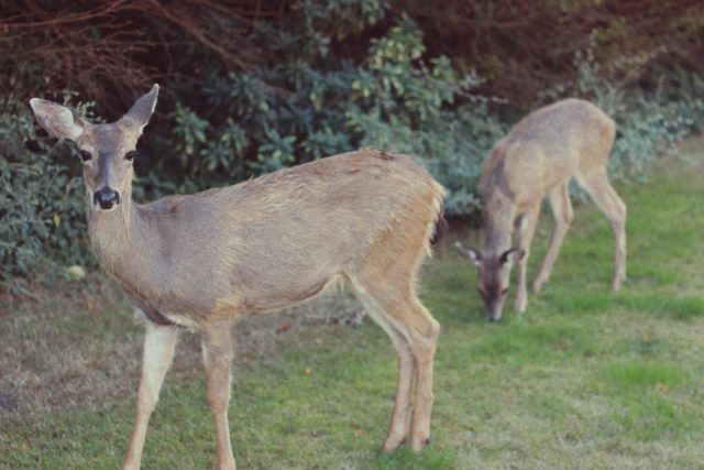 Deer, Victoria