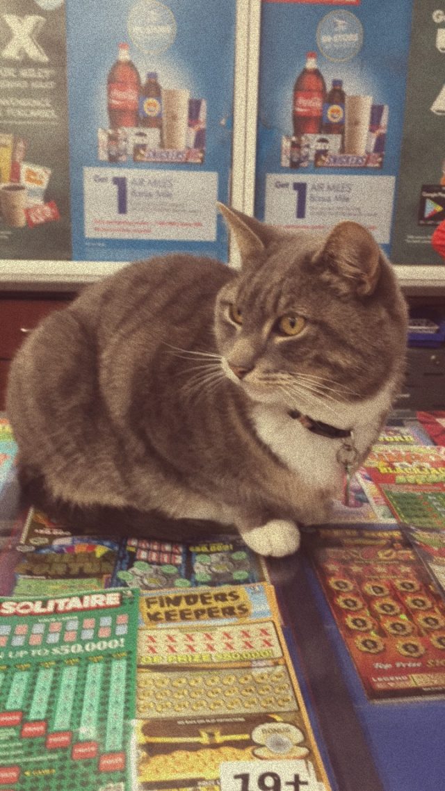 Convenience store cat