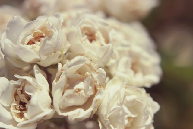 Macro Lense, White Roses