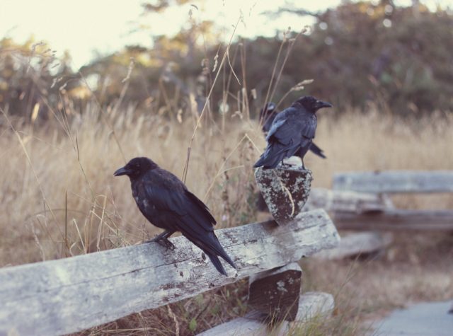 Crows, The Birds, Alfred Hitchcock