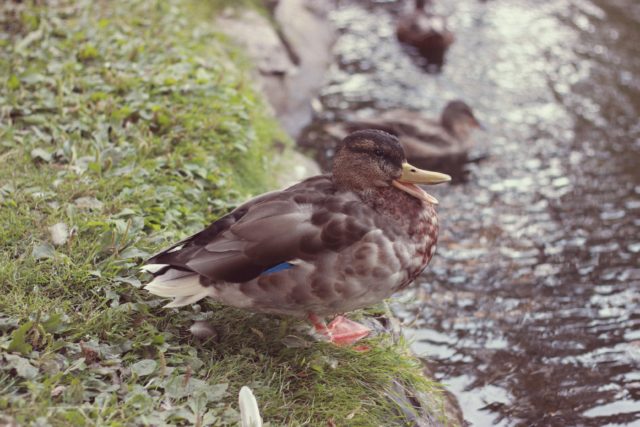 Duck, Beacon Hill Park, Victoria