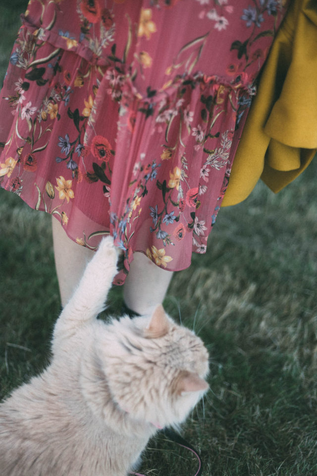 Portia Ruffle Midi Dress, Ever New Melbourne, Judy crombie, Sara Embroidered Small Bag, Billy Embroidered Boots, Fall Fashion, Vintage, Train, Pinky, Cat, Kitten,