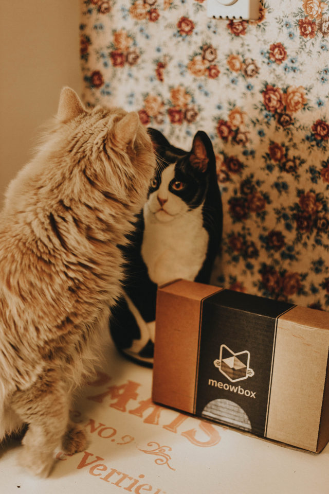 MeowBox, Unboxing, review, March 2018, Cat subscription Box., monthly subscription box for cats, Pinky the Cat, Cats on Instagram