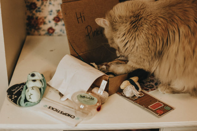 MeowBox, Unboxing, review, March 2018, Cat subscription Box., monthly subscription box for cats, Pinky the Cat, Cats on Instagram