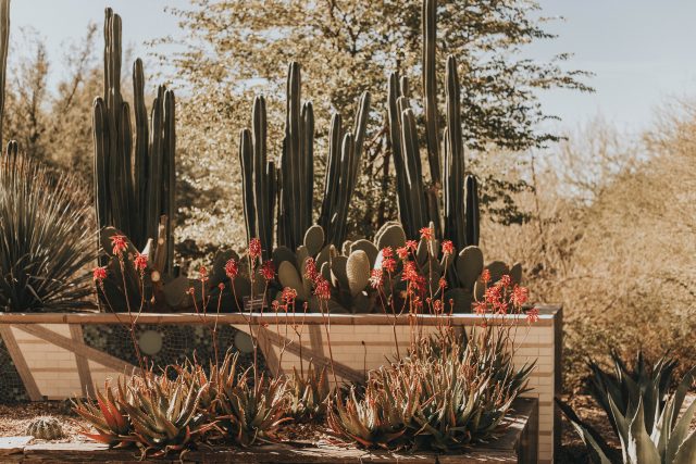 Arizona Biltmore, A Waldorf Astoria Restore in Phoenix, Vintage resorts in Phoenix, Margot Wrap Dress, Sky-Pineapples, silk dress,