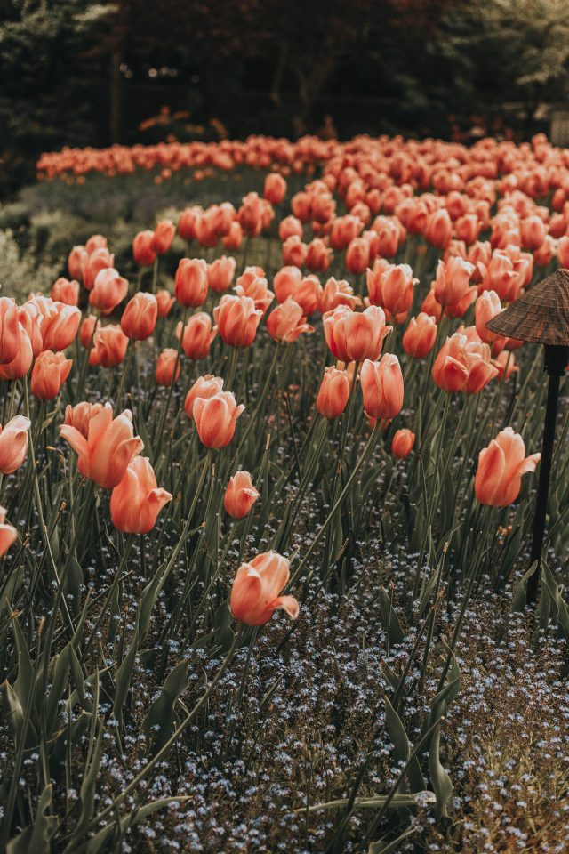 Afternoon Tea at The Butchart Gardens, The Butchart Gardens, Spring 2019, The Butchart Gardens, Victoria, BC The Dining Room