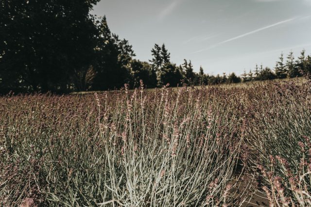 Global Wellness Day, Bilston Creek Farm, The Fairmont Empress, Clamping Vancouver island, ,lavender farm Metchosin, Victoria lavender farm, wild honey Victoria