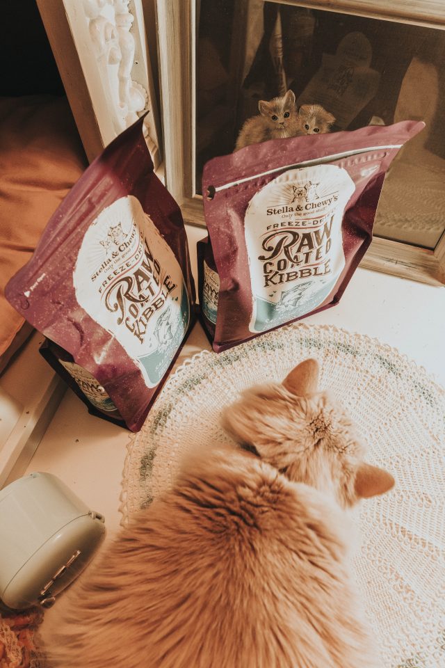Stella and Chewys new Raw Blend Kibble for cats