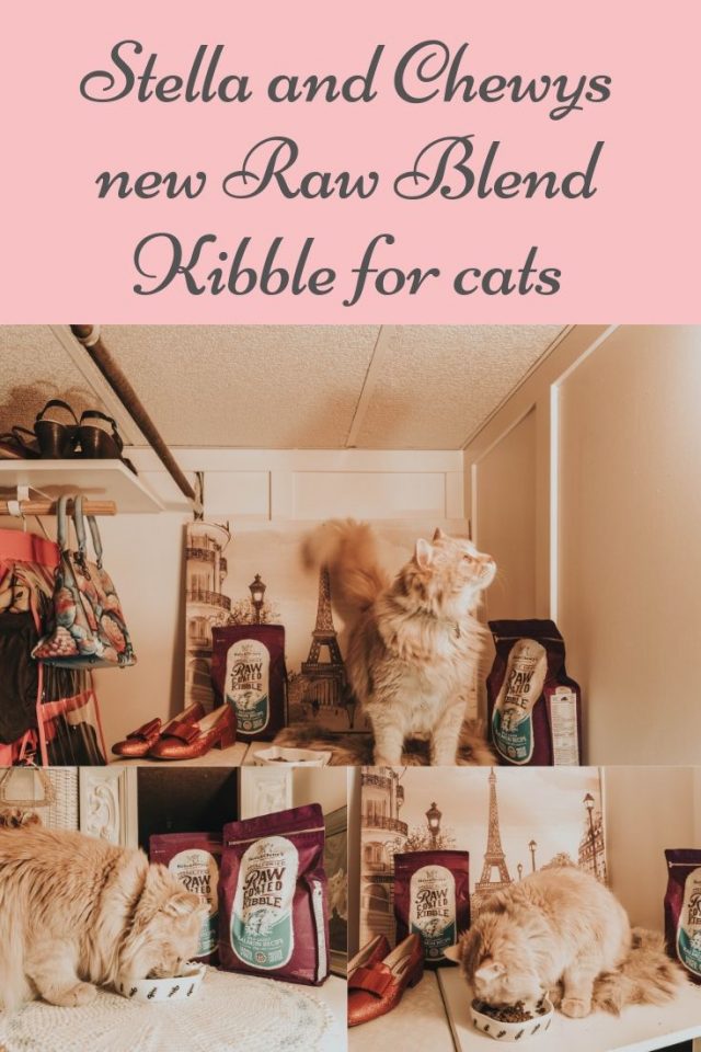 Stella and Chewys new Raw Blend Kibble for cats